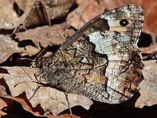 Kleiner Walliser Waldportier Hipparchia  alcyone genava Woodland Grayling  Rock Grayling Lesser Woodland Grayling