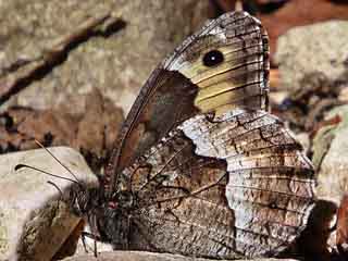 Kleiner Walliser Waldportier Hipparchia  alcyone genava Woodland Grayling  Rock Grayling Lesser Woodland Grayling