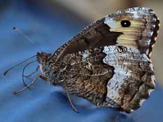 Kleiner Walliser Waldportier Hipparchia  alcyone genava Woodland Grayling  Rock Grayling Lesser Woodland Grayling