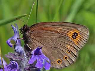 Rundaugen-Mohrenfalter Erebia medusa Woodland Ringlet