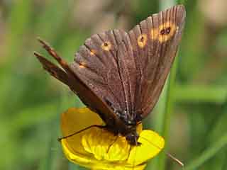 Rundaugen-Mohrenfalter Erebia medusa Woodland Ringlet