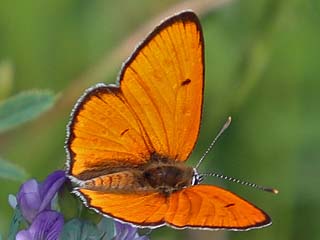 Groer Feuerfalter Mnnchen Lycaena dispar Large Copper