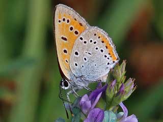 Groer Feuerfalter Mnnchen Lycaena dispar Large Copper