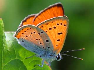 Groer Feuerfalter Mnnchen Lycaena dispar Large Copper