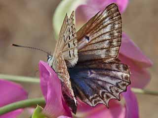 Weibchen  Zahnflgel-Bluling weiblich Meleageria daphnis Meleager's Blue