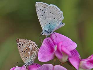 Weibchen + Mnnchen  Zahnflgel-Bluling weiblich Meleageria daphnis Meleager's Blue
