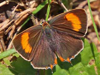 Weibchen Nierenfleck-Zipfelfalter Thecla betulae Brown Hairstreak