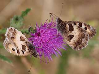 Mnnchen Berghexe Chazara briseis The Hermit