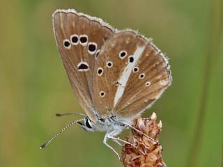 Polyommatus damon Weidolch-Bluling  Groer Esparsettenbluling Damon Blue