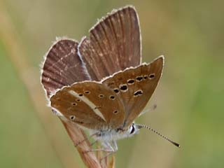 Polyommatus damon Weidolch-Bluling  Groer Esparsettenbluling Damon Blue