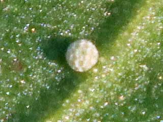 Ei Kleiner Feuerfalter Lycaena phlaeas Small Copper