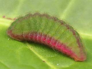 Raupe  Kleiner Feuerfalter Lycaena phlaeas Small Copper