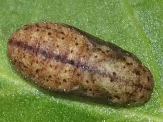 Raupe  Kleiner Feuerfalter Lycaena phlaeas Small Copper