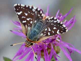 Roter Wrfel-Dickkopffalter  Spialia sertorius   Red Underwing Skipper