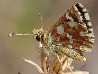 Roter Wrfel-Dickkopffalter  Spialia sertorius   Red Underwing Skipper