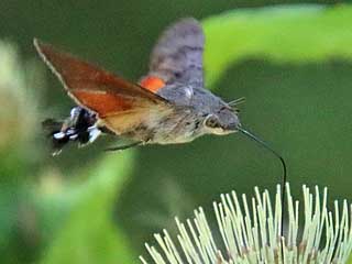 Taubenschwnzchen Kolibri - Schwrmer Macroglossum stellatarum Humming-bird Hawk-moth Wanderfalter (14131 Byte)