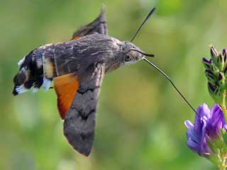 Taubenschwnzchen Kolibri - Schwrmer Macroglossum stellatarum Humming-bird Hawk-moth Wanderfalter (14131 Byte)