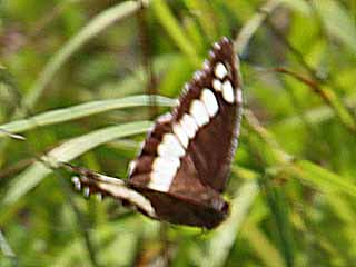 Weisser Waldportiert  Brintesia circe