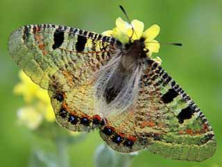 Osterluzei-Apollo  Archon apollinus False Apollo