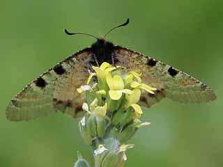 Osterluzei-Apollo  Archon apollinus False Apollo