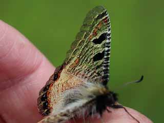 Osterluzei-Apollo  Archon apollinus False Apollo