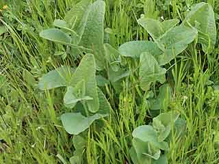 Osterluzei-Apollo  Archon apollinus False Apollo