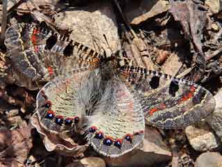 Osterluzei-Apollo  Archon apollinus False Apollo