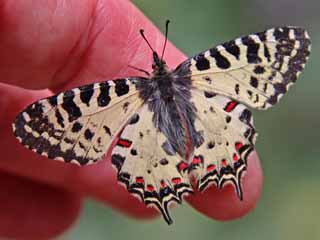 stlicher Osterluzeifalter  Eastern Festoon  Allancastria cerisy