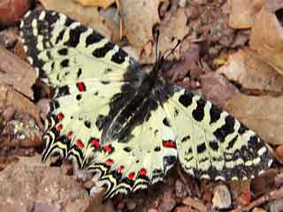 stlicher Osterluzeifalter  Eastern Festoon  Allancastria cerisy