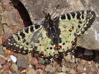 stlicher Osterluzeifalter  Eastern Festoon  Allancastria cerisy