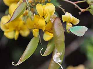 Callophrys herculeana