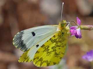 Anthocharis damone  Weibchen Eastern Orange Tip