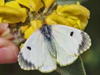 Anthocharis damone  Weibchen Eastern Orange Tip