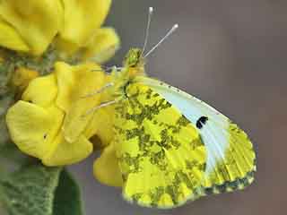 Anthocharis damone  Weibchen Eastern Orange Tip