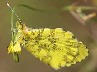 Anthocharis damone  Weibchen Eastern Orange Tip