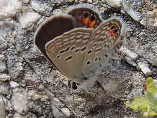 Freyeria trochylus    Grass Juvel