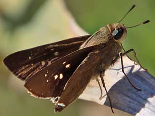 Peliponidas thrax    Millet Skipper