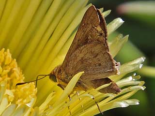 Peliponidas thrax    Millet Skipper