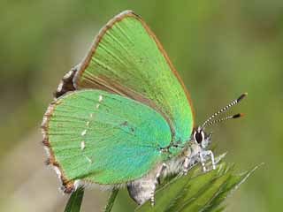 Grner Zipfelfalter Callophrys rubi Green Hairstreak