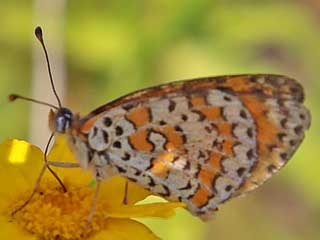 Melitaea trivia Brunlicher Scheckenfalter Lesser spotted Fritillary