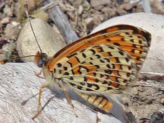 Melitaea trivia Brunlicher Scheckenfalter Lesser spotted Fritillary