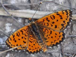 Melitaea trivia Brunlicher Scheckenfalter Lesser spotted Fritillary
