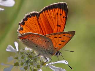 Lycaena ottomanus     Grecian Copper