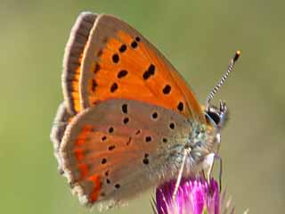 Lycaena ottomanus     Grecian Copper