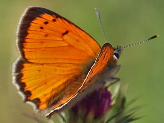 Lycaena ottomanus     Grecian Copper