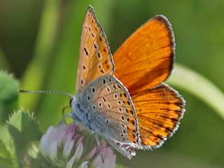 Sdstlicher Feuerfalter  Lycaena thersamon  Lesser Fiercy Copper