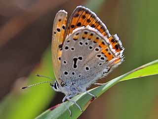 Sdstlicher Feuerfalter  Lycaena thersamon  Lesser Fiercy Copper