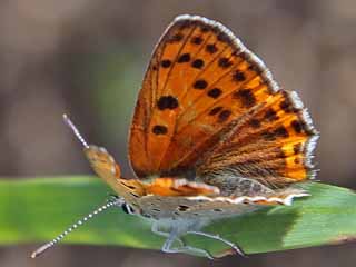 Sdstlicher Feuerfalter  Lycaena thersamon  Lesser Fiercy Copper