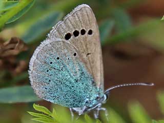 Alexis-Bluling  Green-un derside Blue   Glaucopsyche alexis