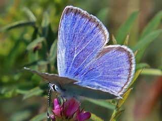 Alexis-Bluling  Green-un derside Blue   Glaucopsyche alexis